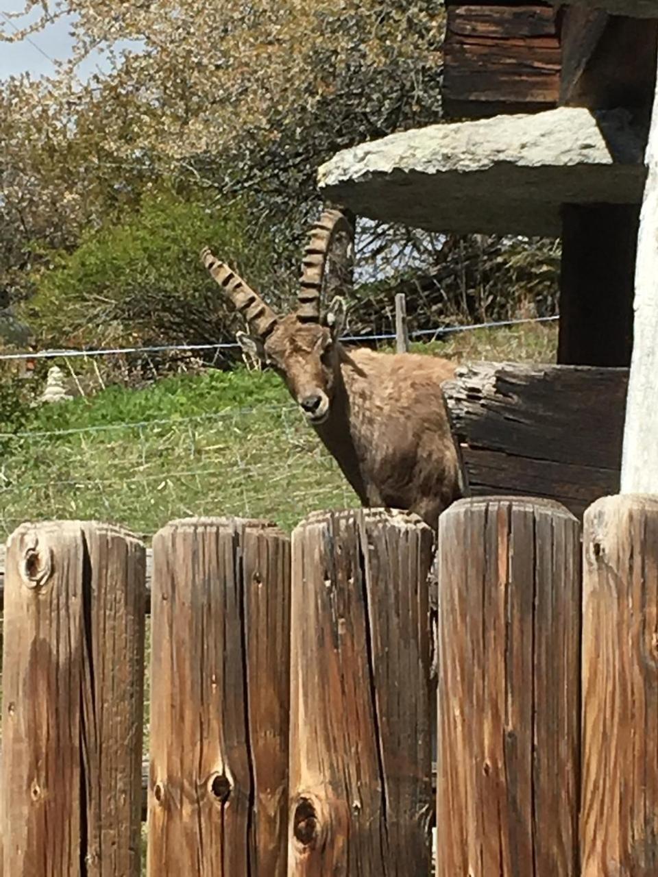 Kornstadel "Arida Prata" Grachen Bagian luar foto